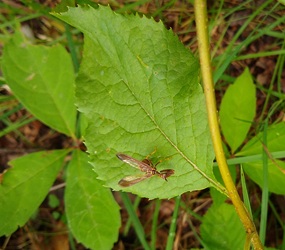 Climaciella brunnea