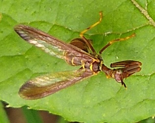 Climaciella brunnea
