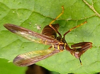 Climaciella brunnea