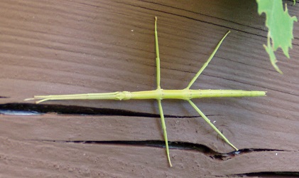 Diapheromera femorata