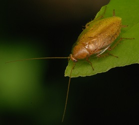 Ectobius pallidus
