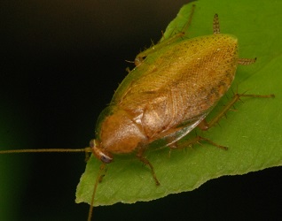 Ectobius pallidus