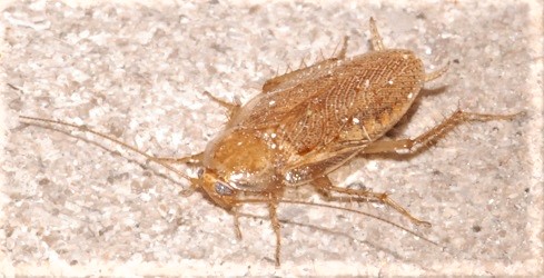 Ectobius pallidus
