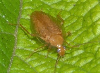 Ectobius pallidus