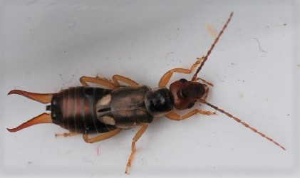 Forficula auricularia