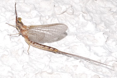 Hexagenia limbata