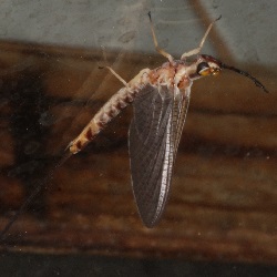 Hexagenia limbata