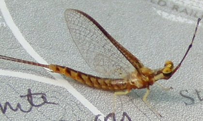 Hexagenia limbata