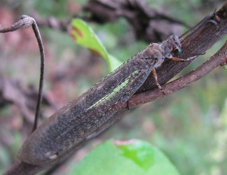 Myrmeleon immaculatus