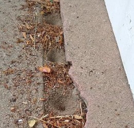 Myrmeleon immaculatus