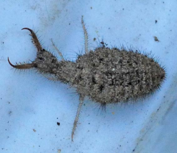 Myrmeleon immaculatus