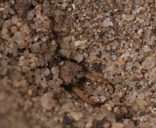 Myrmeleon immaculatus