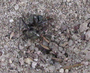 Myrmeleon immaculatus
