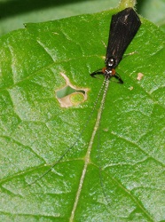 Mystacides sepulchralis