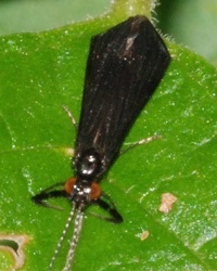 Mystacides sepulchralis
