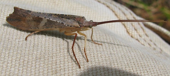 Nemotaulius hostilis