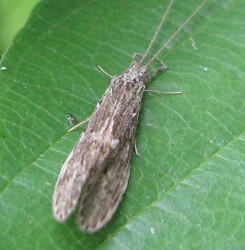 Oecetis cinerascens