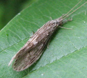 Oecetis cinerascens
