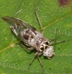 Psocidae