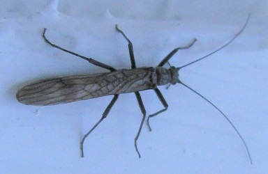 Taeniopterygidae