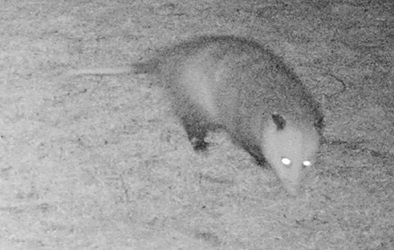 Didelphis virginiana