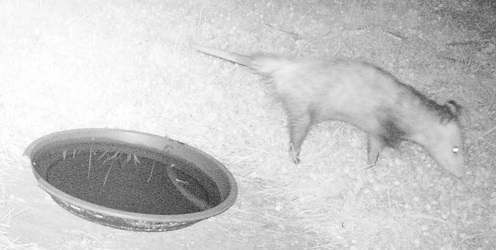 Didelphis virginiana