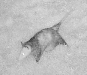 Didelphis virginiana