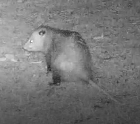 Didelphis virginiana
