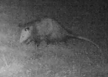 Didelphis virginiana