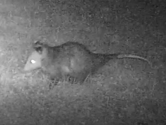 Didelphis virginiana