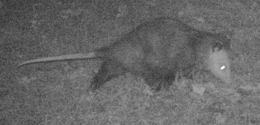 Didelphis virginiana