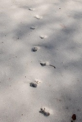 Didelphis virginiana