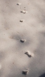 Didelphis virginiana