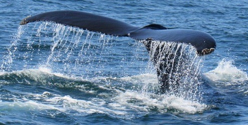 Megaptera novaeangliae