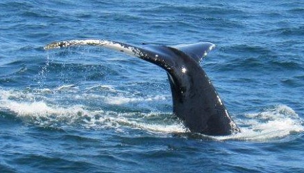 Megaptera novaeangliae