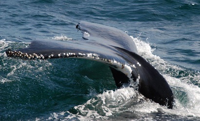 Megaptera novaeangliae