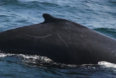 Megaptera novaeangliae