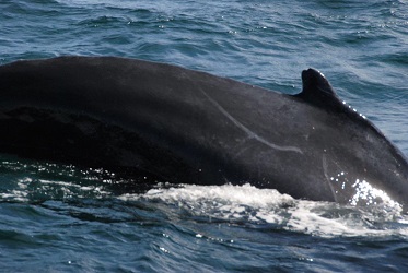 Megaptera novaeangliae