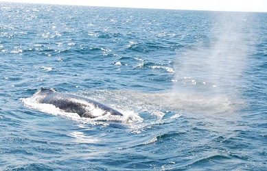 Megaptera novaeangliae