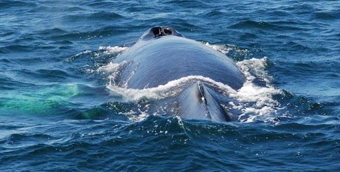 Megaptera novaeangliae