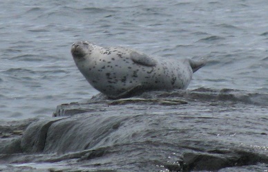 Phoca vitulina