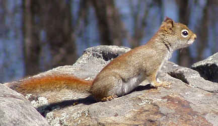 Tamiasciurus hudsonicus