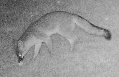 Urocyon cinereoargenteus
