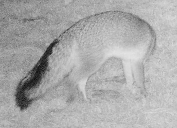 Urocyon cinereoargenteus