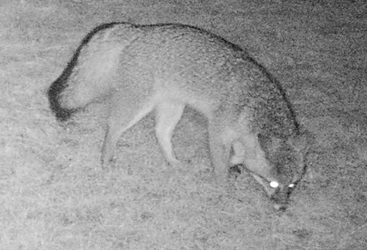 Urocyon cinereoargenteus