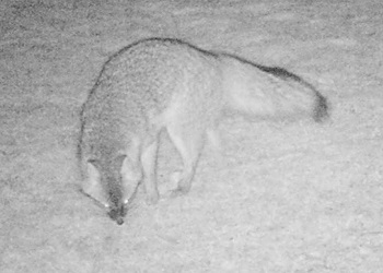 Urocyon cinereoargenteus