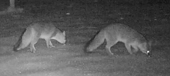 Urocyon cinereoargenteus