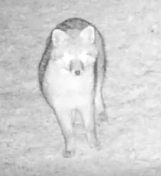 Urocyon cinereoargenteus