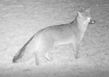 Urocyon cinereoargenteus