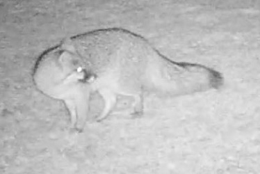 Urocyon cinereoargenteus